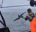 Дальневосточный паблик выложил видео того, как моряк ради забавы глушит чаек лопатой