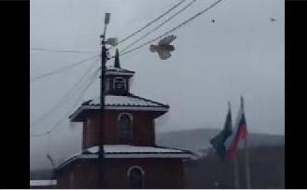 Жители Южно-Сахалинска пытались спасти сову от ворон