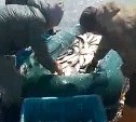 "Море побелело": рыбаки на Сахалине нагребают руками целые лодки сельди