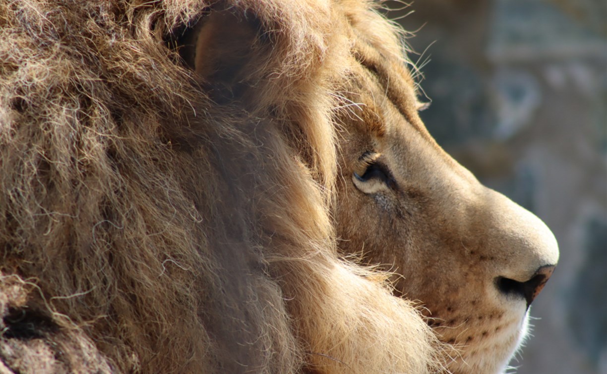 В зоопарке Южно-Сахалинска объяснили появление дротика на теле льва 
