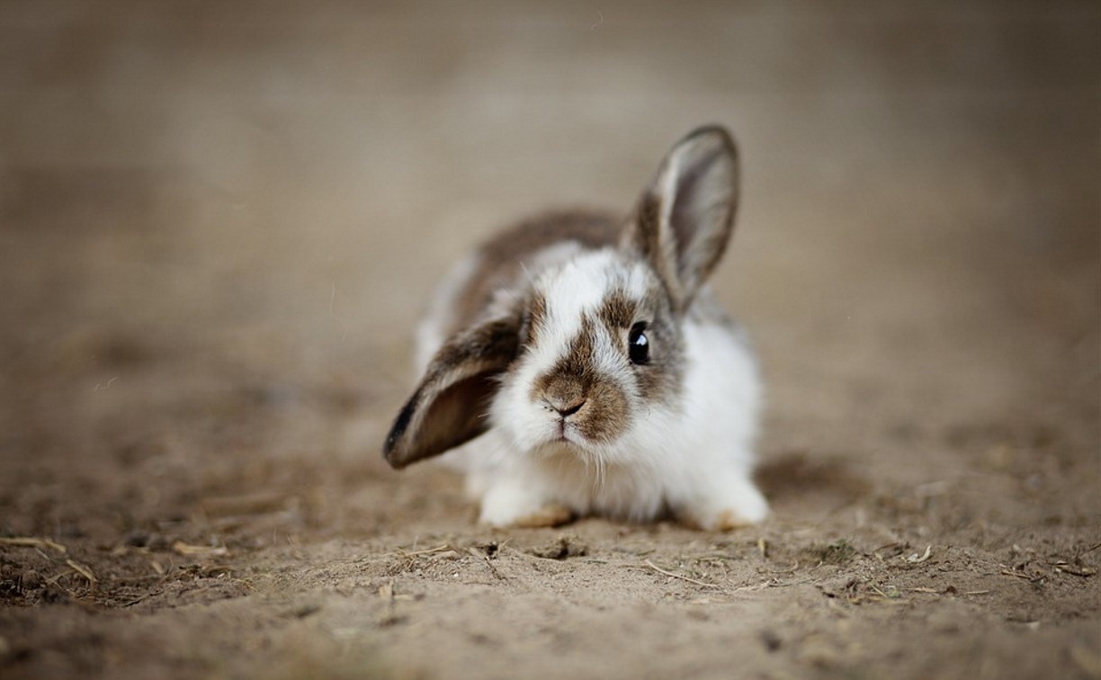 К "Нашествию кроликов" готовятся в сахалинском зоопарке