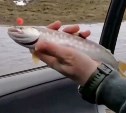 Сахалинцы придумали рыбачить в дождь прямо из автомобиля