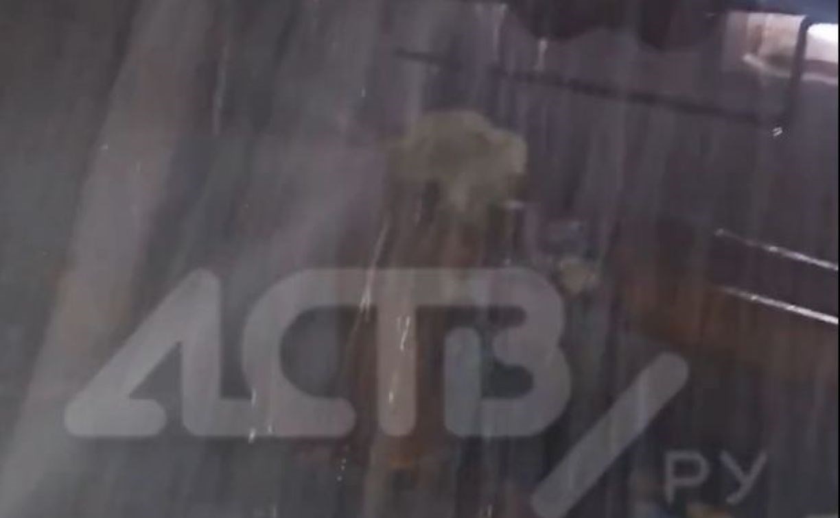 "Трубу разорвало до вентилей": в Южно-Сахалинске уже неделю заливает подвал дома