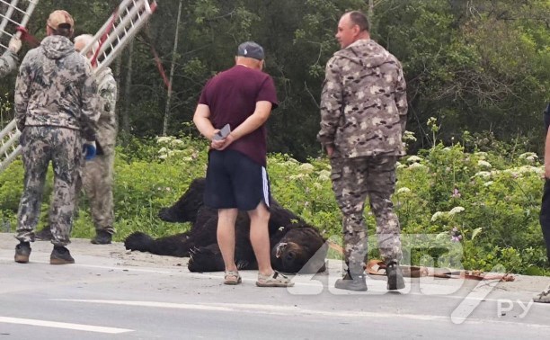 Размеры ужасают: появился новый снимок с места ликвидации опасного медведя на охотской трассе
