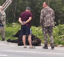 Размеры ужасают: появился новый снимок с места ликвидации опасного медведя на охотской трассе