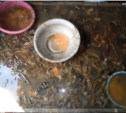 Крупный улов «морского огурца» изъят на Сахалине (ФОТО)