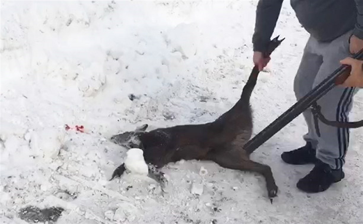 На Сахалине застрелили животное из Красной книги