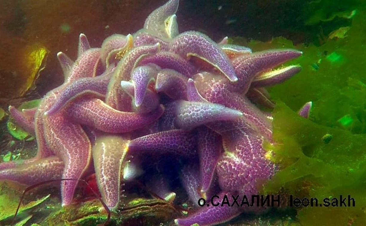 "Уникальные кадры": процесс размножения морских звёзд попал в объектив сахалинского дайвера