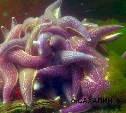"Уникальные кадры": процесс размножения морских звёзд попал в объектив сахалинского дайвера