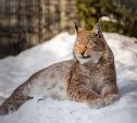 Сахалинский зоопарк переходит на зимнее расписание