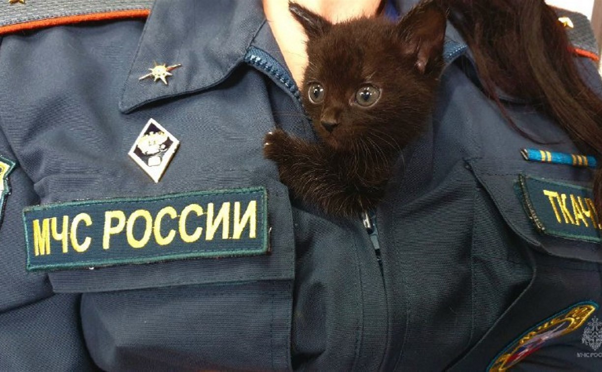 Пожарные Южно-Сахалинска пристраивают брошенных котят