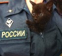 Пожарные Южно-Сахалинска пристраивают брошенных котят