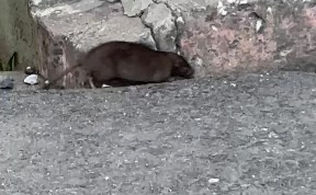 Общество
