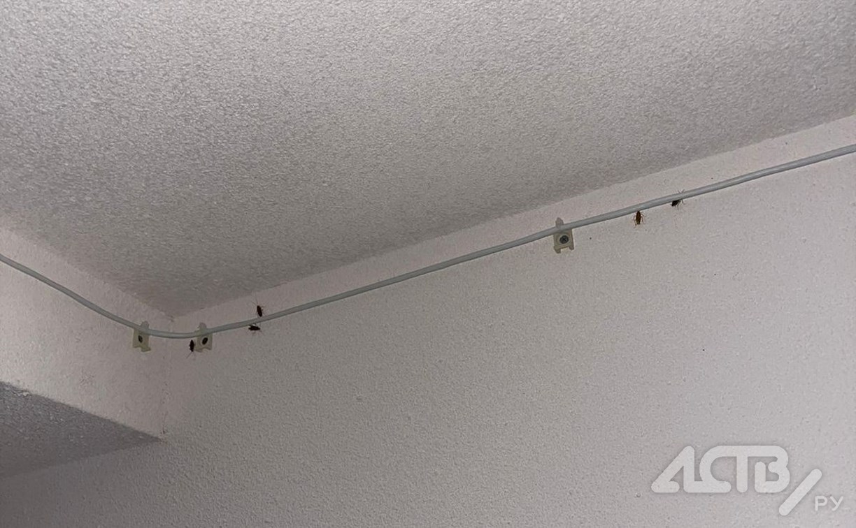 Тараканы заполонили квартиры в подъезде дома в Новоалександровске