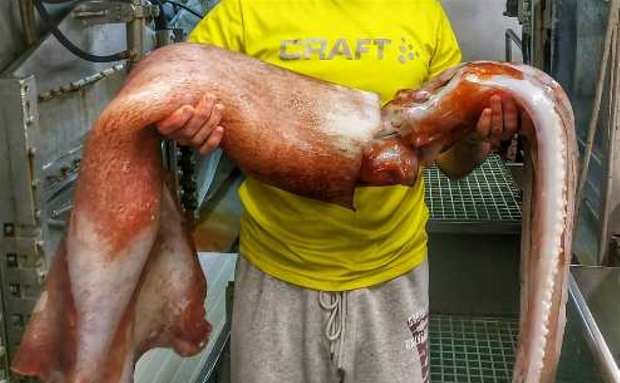 Рыбаки у берегов Шикотана поймали гигантского хищного кальмара