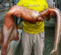 Рыбаки у берегов Шикотана поймали гигантского хищного кальмара