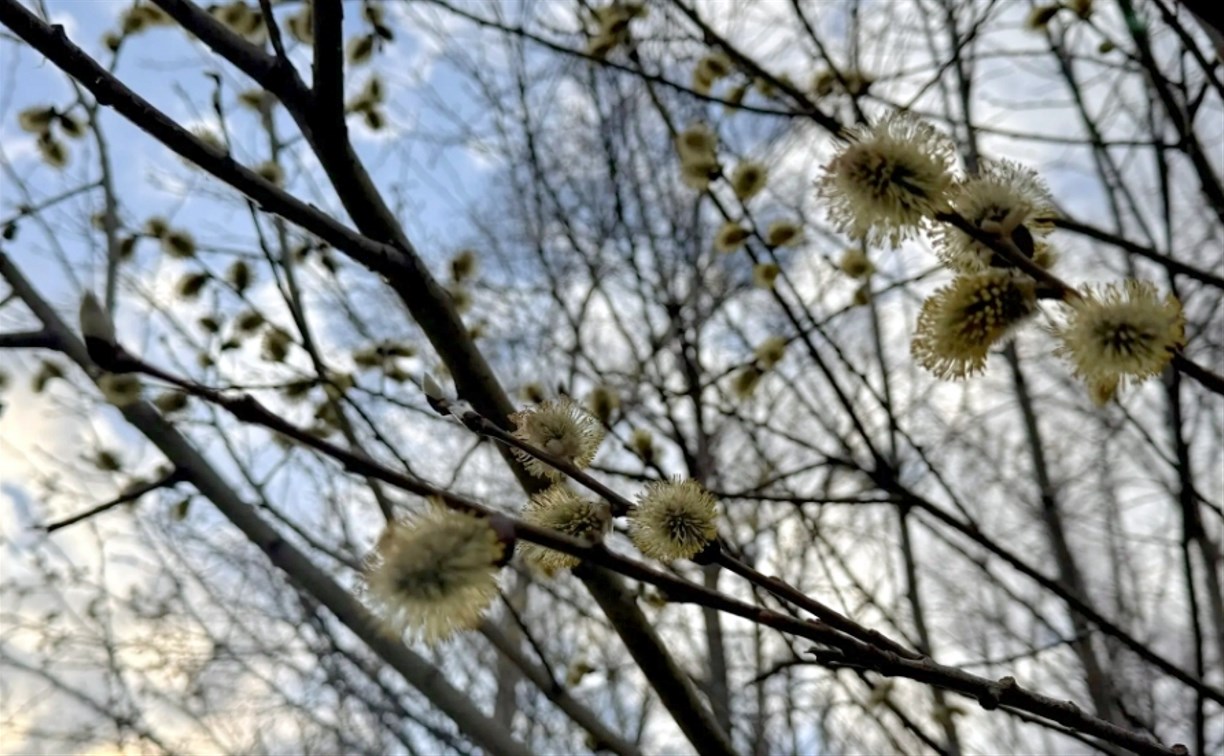 Юг Сахалина - в теплом секторе циклона: погода на островах на неделю 