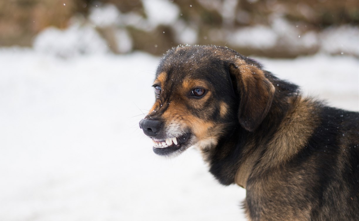 Смесь перцев, баллончик, ультразвук: сахалинские кинологи перечислили самые эффективные способы защиты от собак