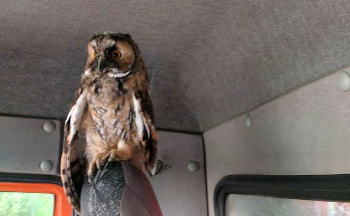 "Привет, новый штурман": сова залетела в кабину мусоровоза и решила там остаться