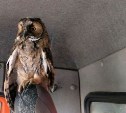 "Привет, новый штурман": сова залетела в кабину мусоровоза и решила там остаться