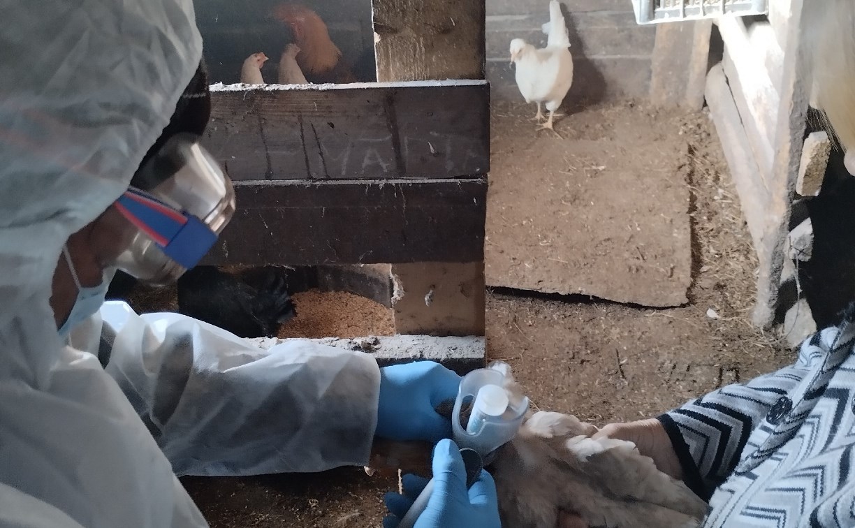 На Сахалине началась массовая вакцинация домашней птицы от гриппа