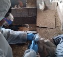 На Сахалине началась массовая вакцинация домашней птицы от гриппа
