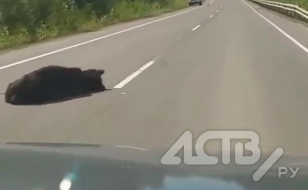 Медведя задавили на трассе в Тымовском районе
