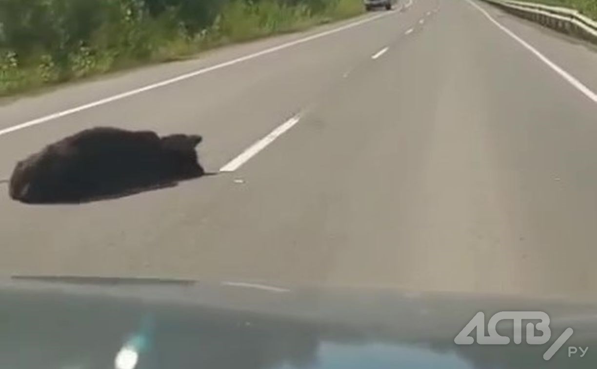 Медведя задавили на трассе в Тымовском районе