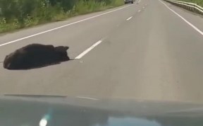 Происшествия