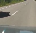 Медведя задавили на трассе в Тымовском районе