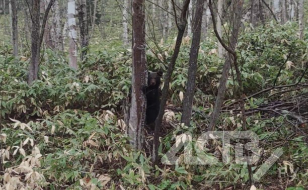 Медвежонок застенчиво прятался за деревом и разглядывал водителей на Холмской трассе