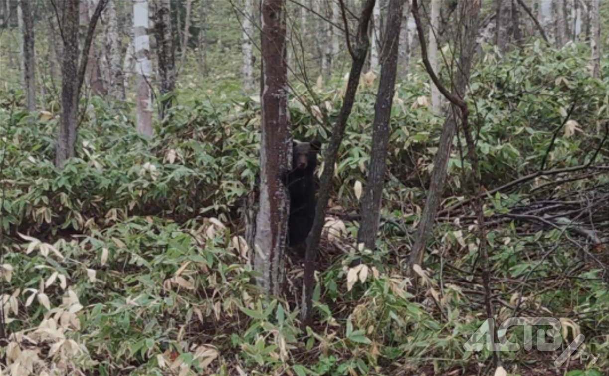 Медвежонок застенчиво прятался за деревом и разглядывал водителей на Холмской трассе