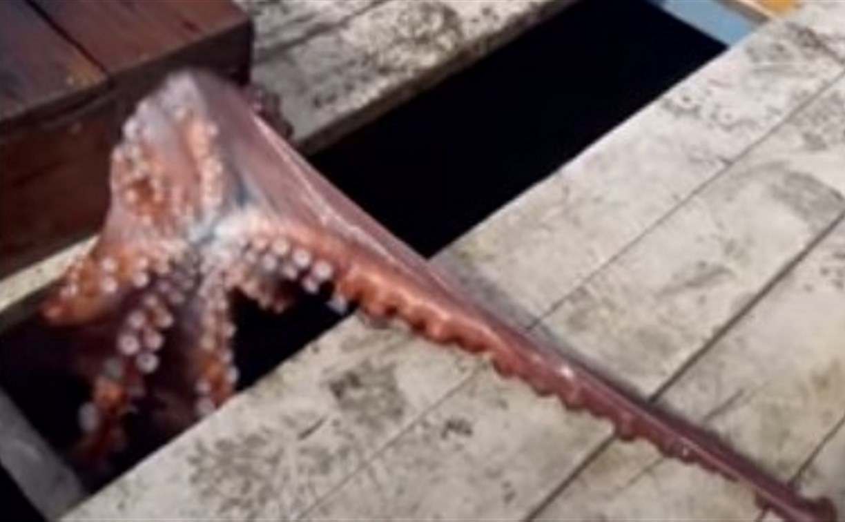 "Свободу Сквидварду": видео сахалинцев с осьминогом в ловушке набрало 10 миллионов просмотров