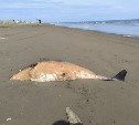 Мёртвое морское животное нашли на городском побережье на Сахалине 