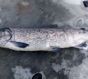 Снимок кижуча со странными следами на теле озадачил сахалинских рыбаков