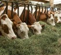 На Сахалине заготовили кормов для скота больше, чем планировалось
