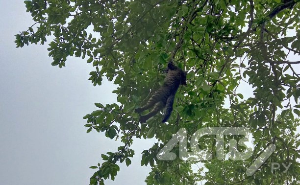 В Долинске собаки загнали котёнка на дерево и держали его там четыре дня