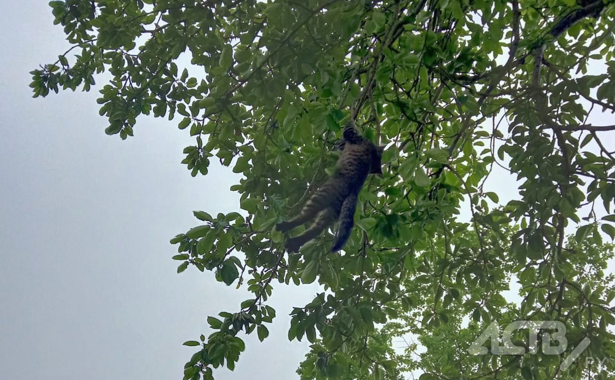 В Долинске собаки загнали котёнка на дерево и держали его там четыре дня