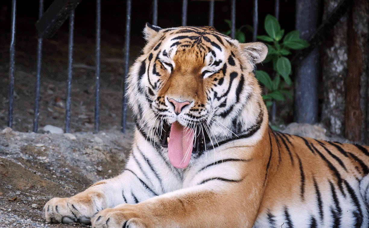Южносахалинцев приглашают в гости к амурскому тигру