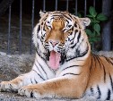 Южносахалинцев приглашают в гости к амурскому тигру