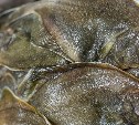 Сахалинское предприятие будет поставлять рыбопродукцию в Узбекистан