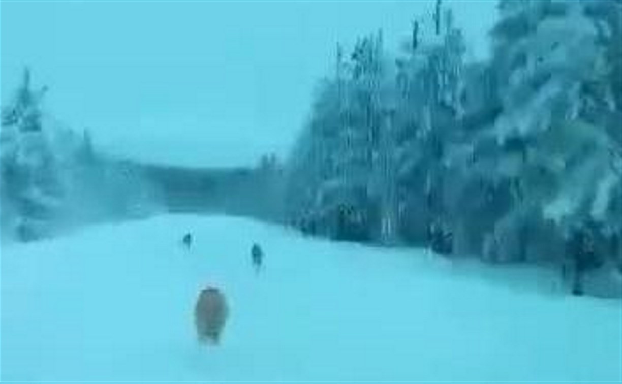 По Сахалину разошлось видео с авто, преследующим стаю волков