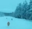 По Сахалину разошлось видео с авто, преследующим стаю волков