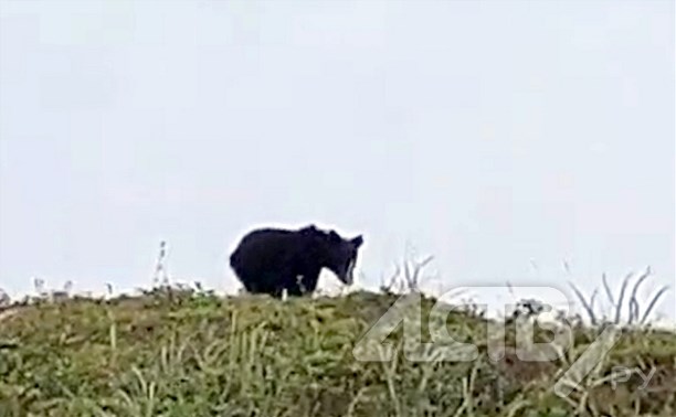 "Собрали ягодки": в Томаринском районе сборщики дикоросов повстречали медведя
