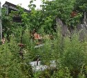 Японских туристов возят смотреть на замусоренный пустырь в Стародубском