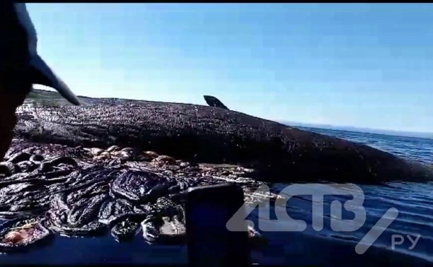 "Всё море в крови": сахалинцы на лодке подошли к мёртвому киту