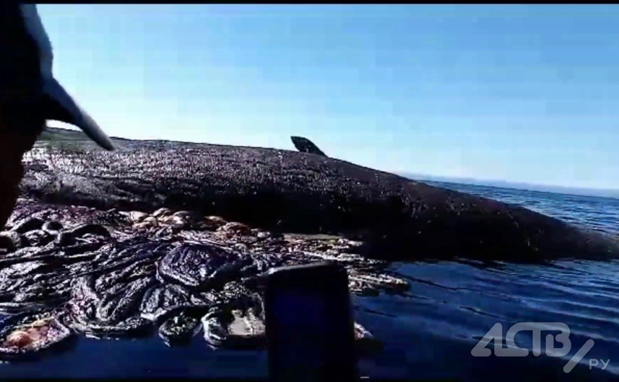 "Всё море в крови": сахалинцы на лодке подошли к мёртвому киту