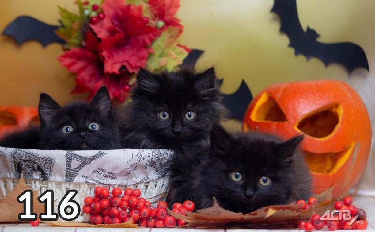 В сахалинском благотворительном конкурсе "Осенние хвостики" победили чёрные "тыквенные" котята