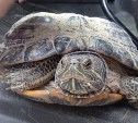 На Сахалине обнаружили сбежавшую черепаху посреди трассы