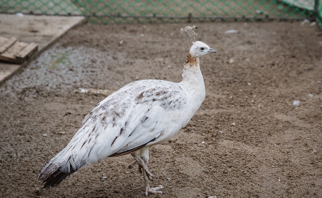 Гостей Сахалинского зоопарка приглашают в гости к курам и павлинам